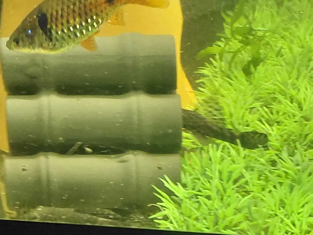 Billede 2 - Tetra 