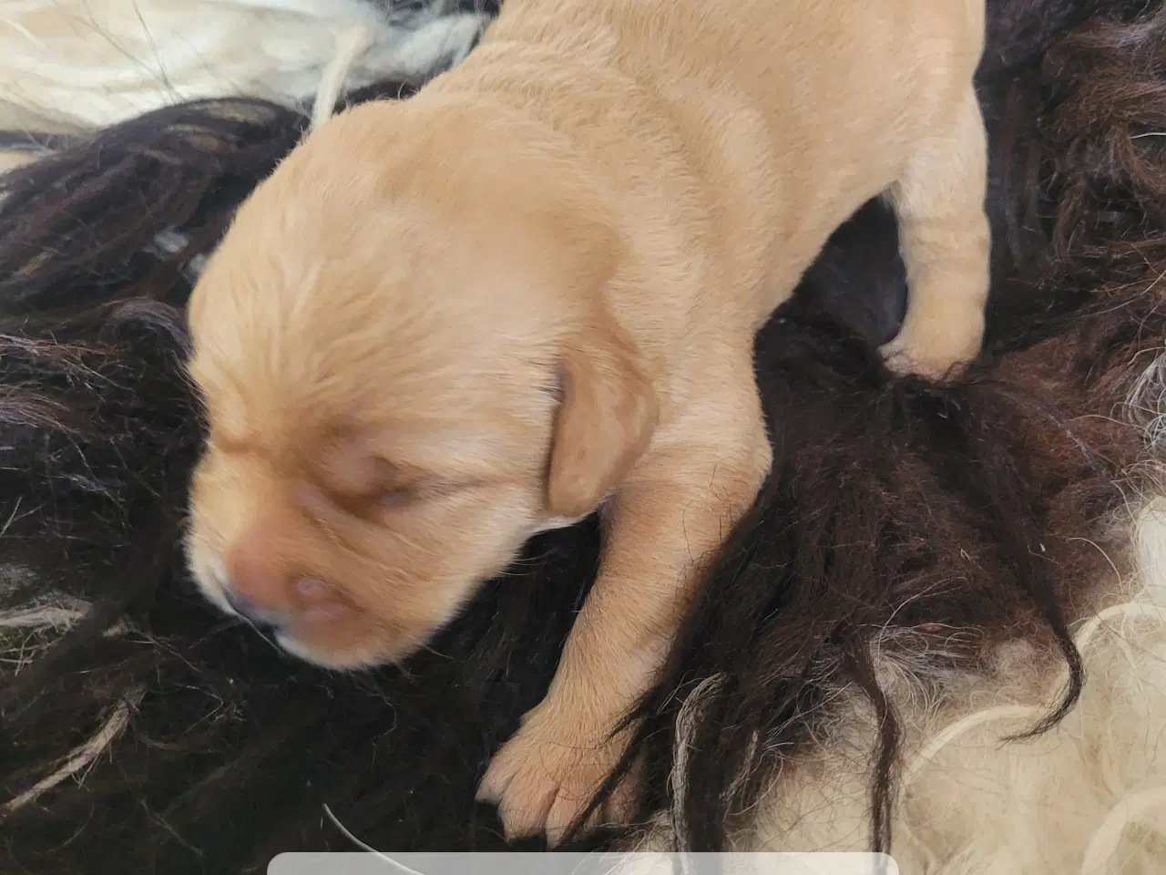 Billede 10 - Labradoodle/labrador F1 hvalpe søger nye hjem
