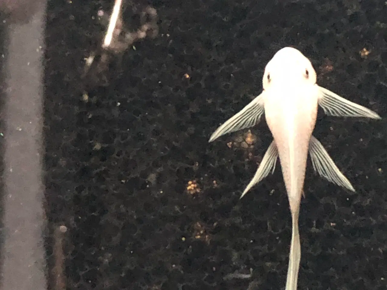 Billede 1 - L 144 snow White 