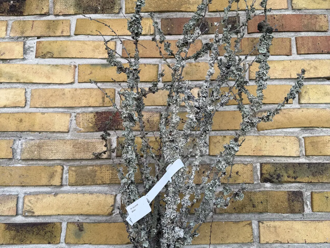 Billede 2 - Gran og Lærke grene i bundt 