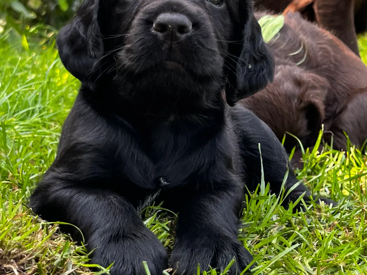 Billede 8 - FT Cocker Spaniel hvalpe