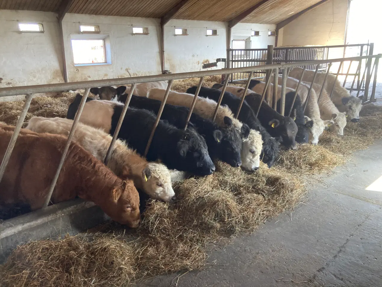 Billede 2 - Galloway kvier, løbekvier