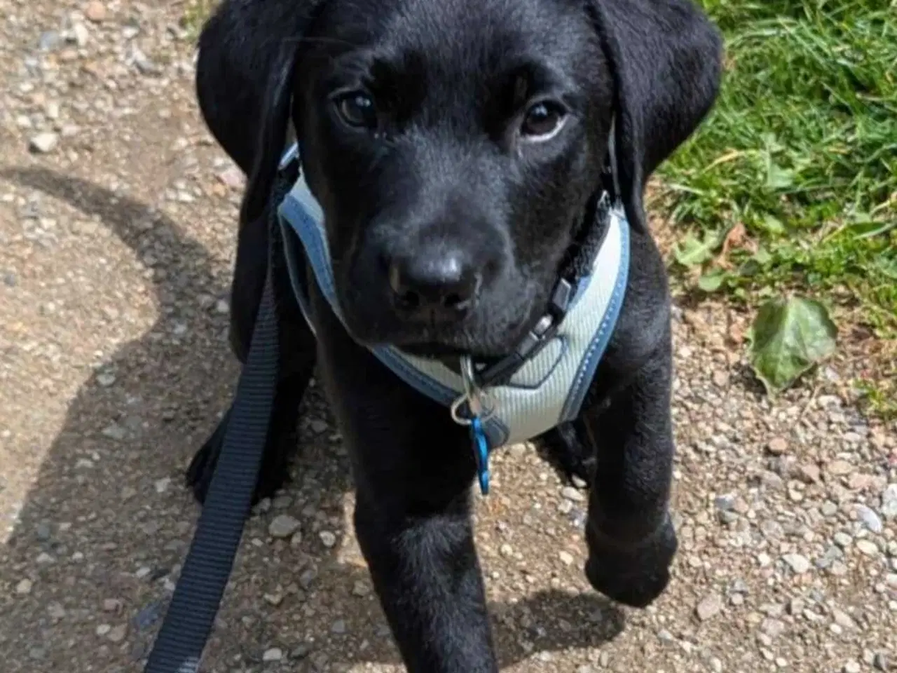 Billede 3 - Labrador retriever hvalp 