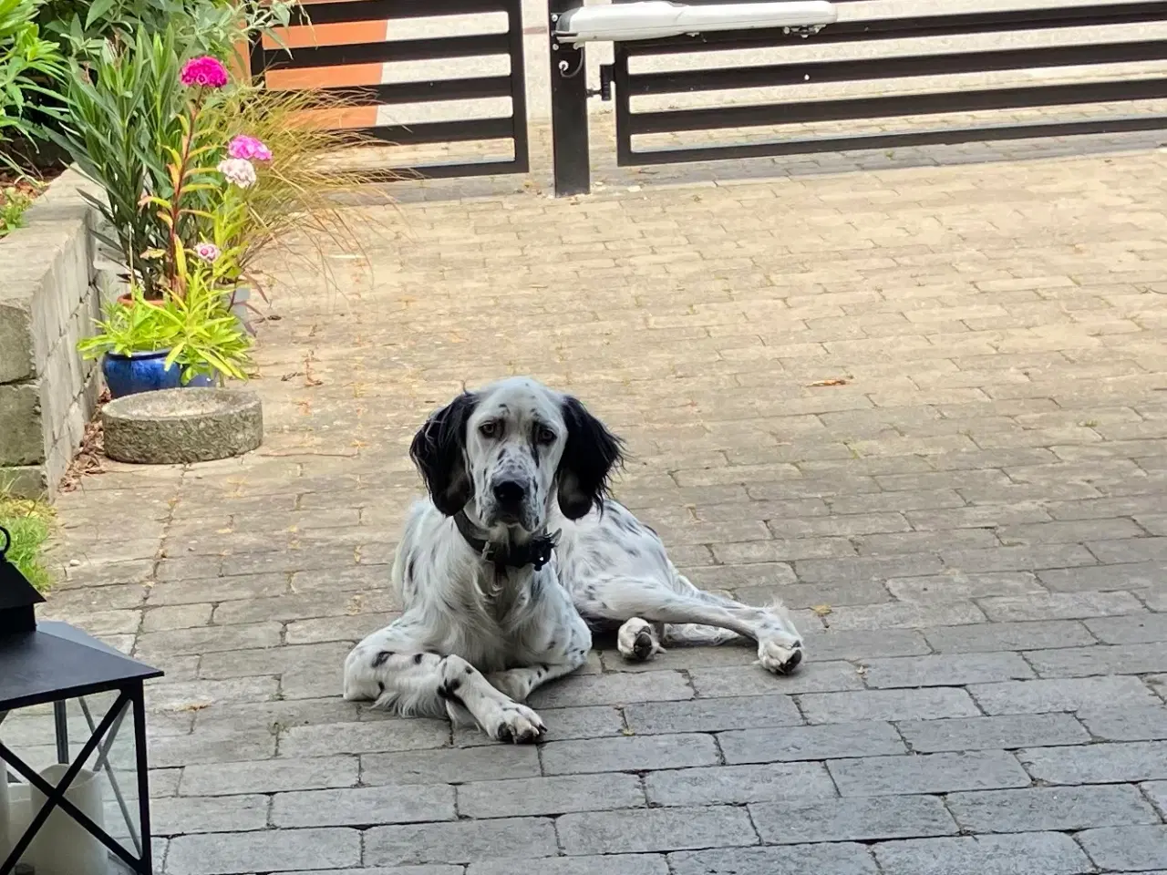 Billede 2 - Engelsk setter, hanhund på 10 måneder 