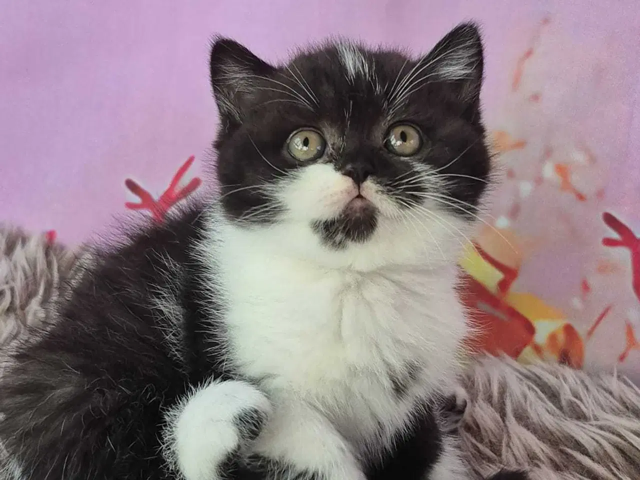 Billede 4 - British shorthair hunkilling