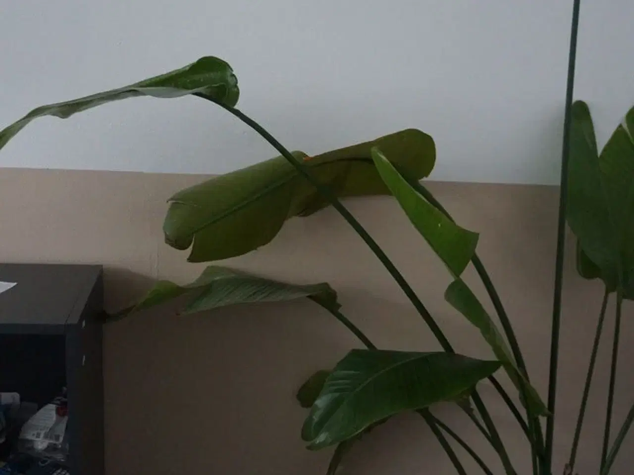 Billede 5 - Stueplante