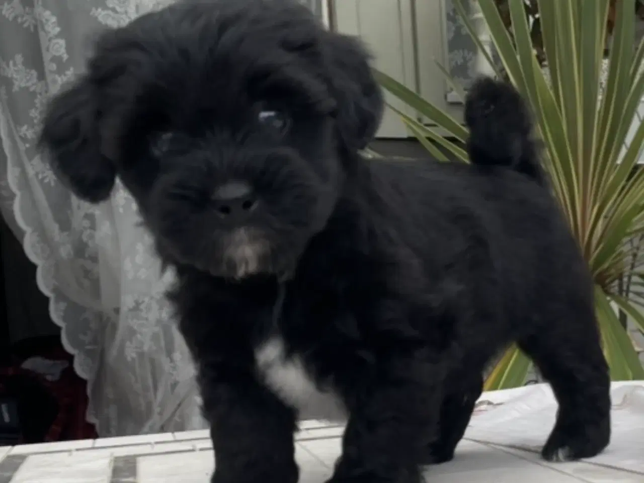 Billede 4 - Lhasa Doodle hvalpe