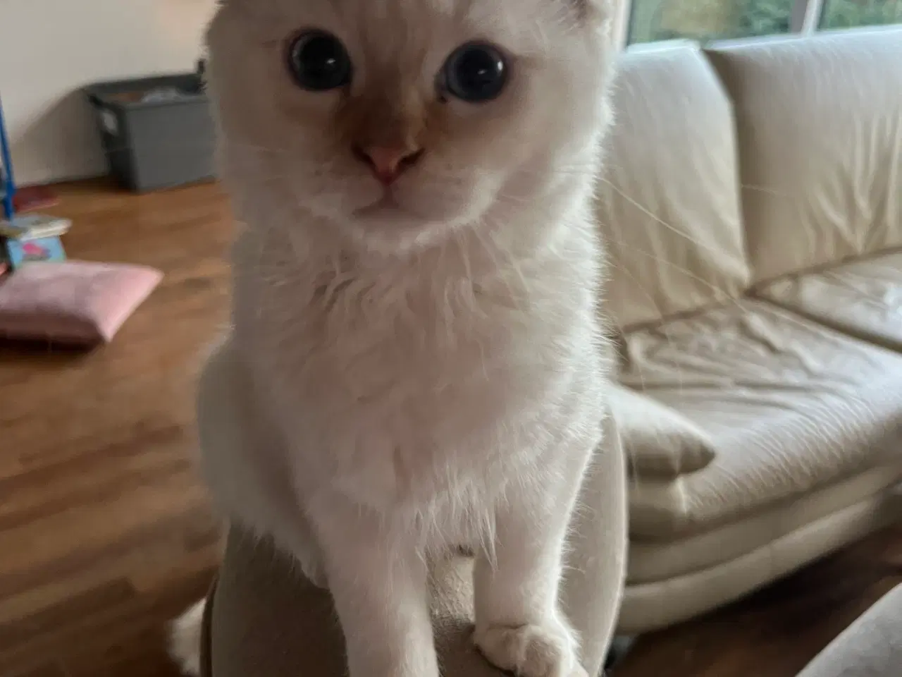 Billede 3 - Børnevenlig hellig Birma