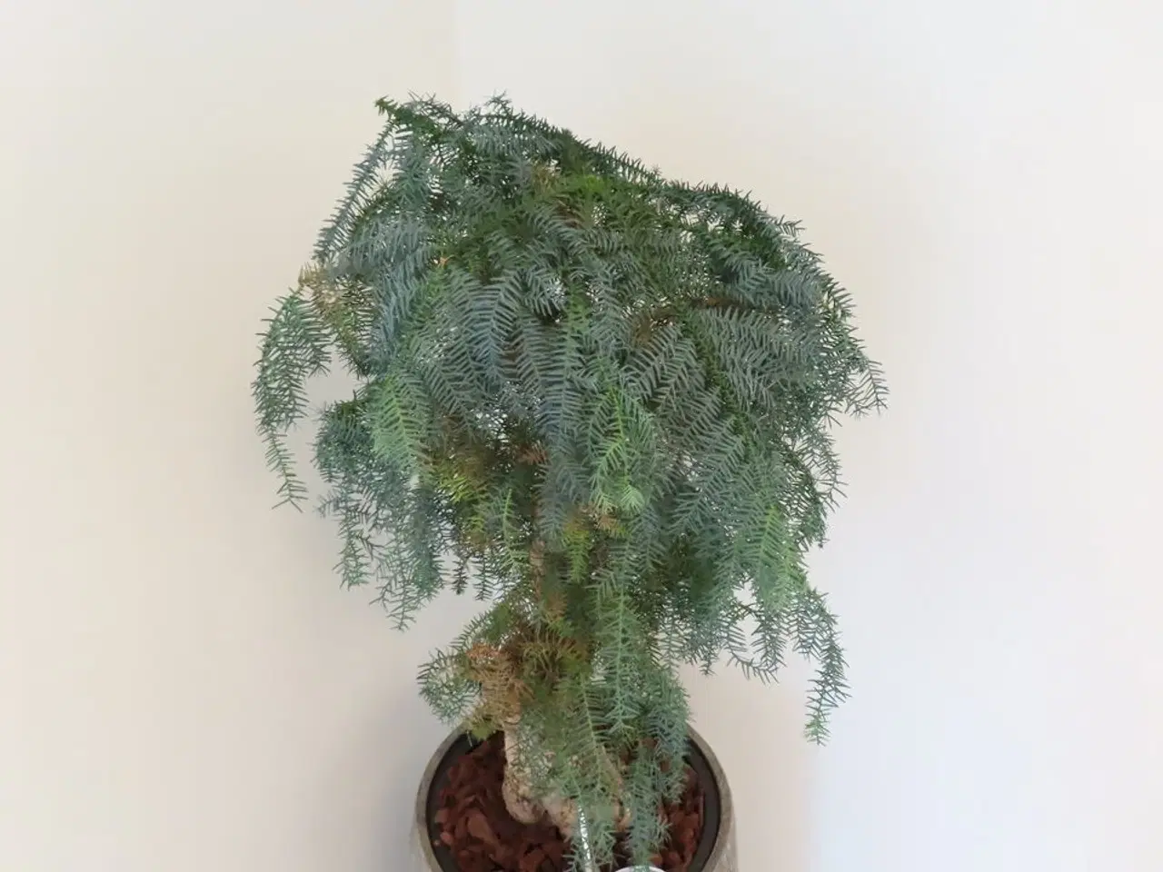 Billede 2 - Plante i krukke