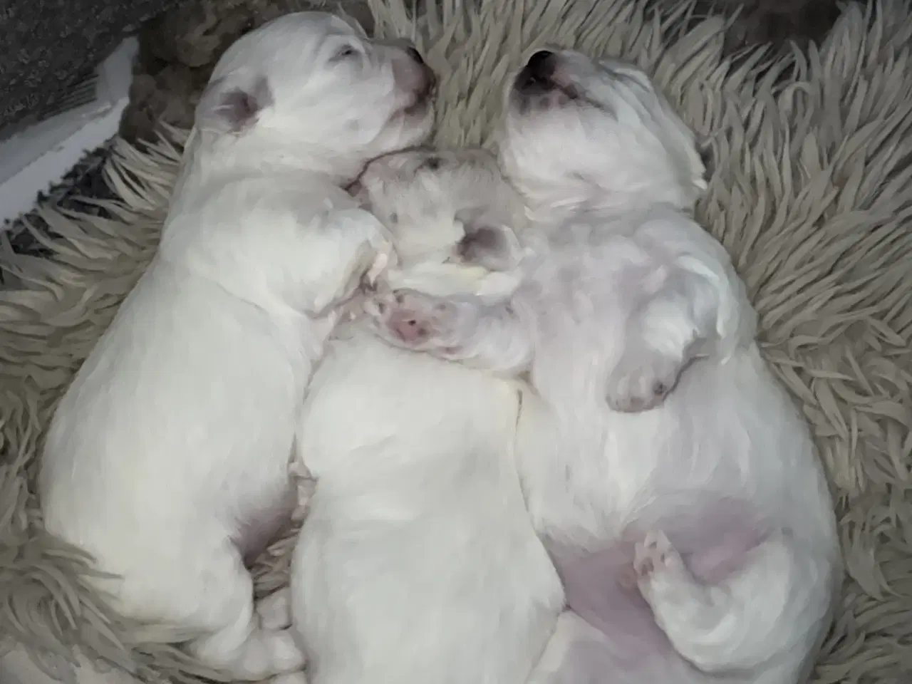 Billede 6 - Malteser/Coton hvalpe 21 dage d 3/3