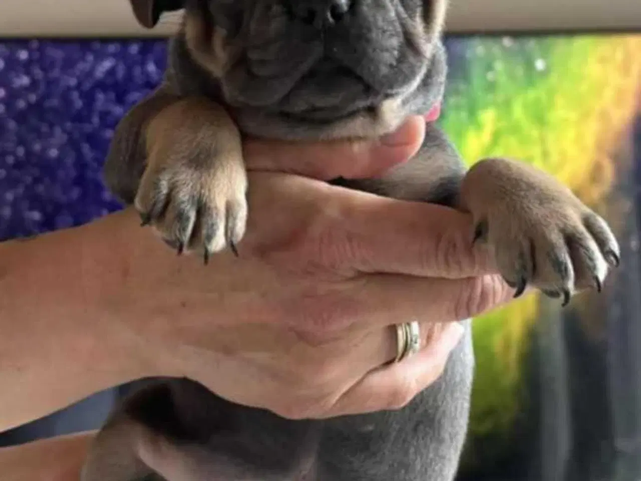 Billede 17 - Fransk Bulldog Hvalpe