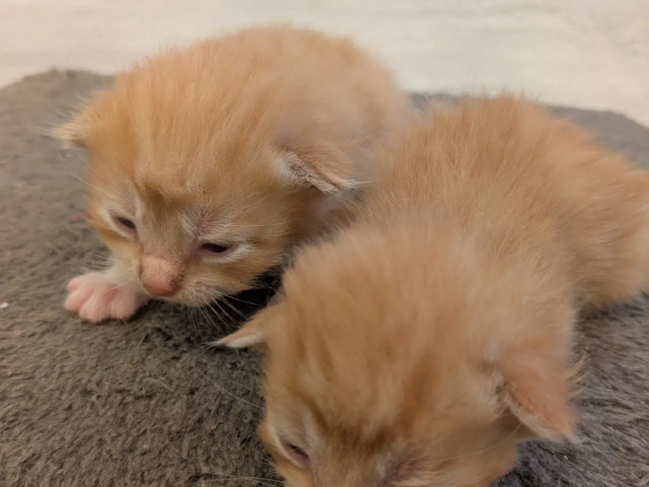 Billede 9 - Maine coon mix