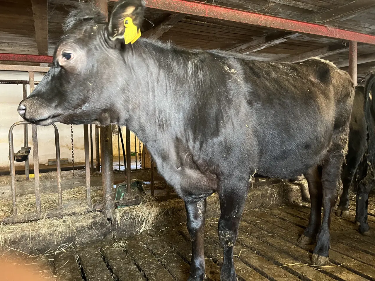 Billede 4 - Krydsnings kvier