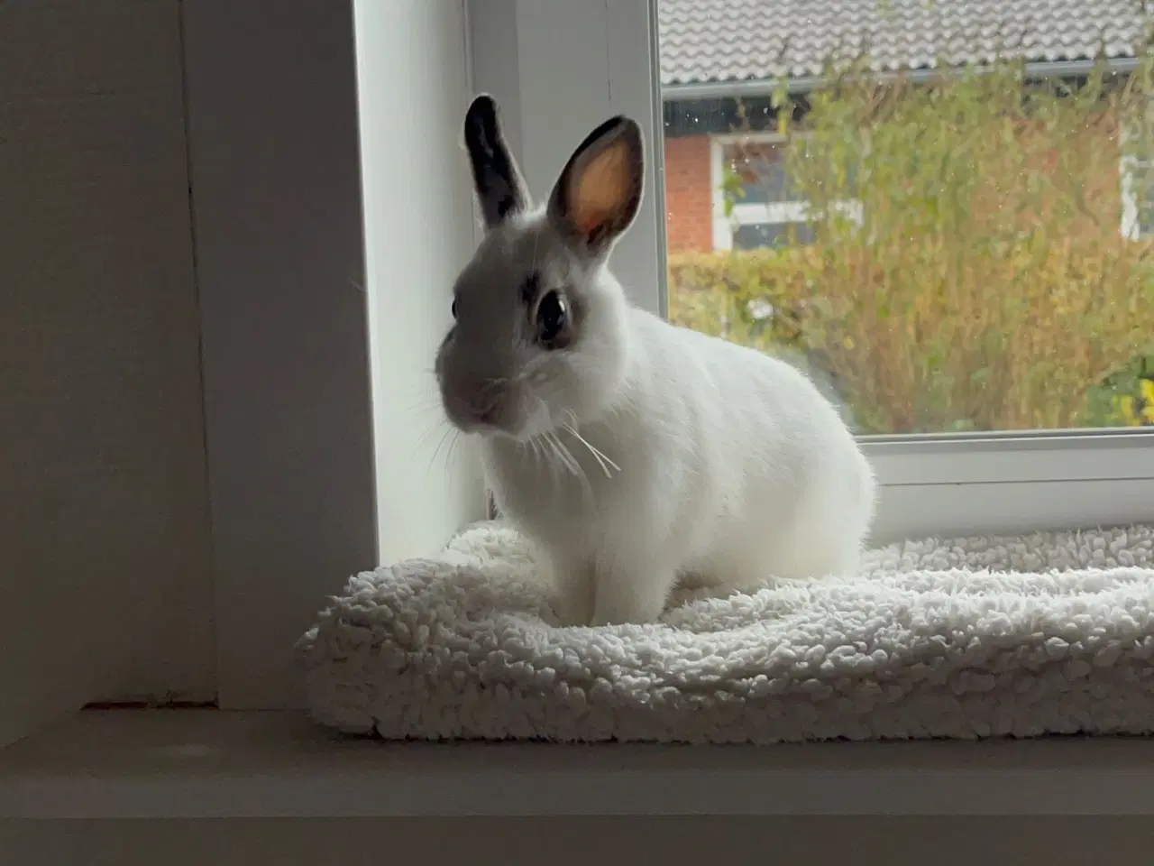 Billede 4 - Kanin