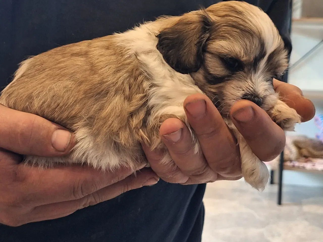 Billede 5 - shih tzu blanding allergivenlig