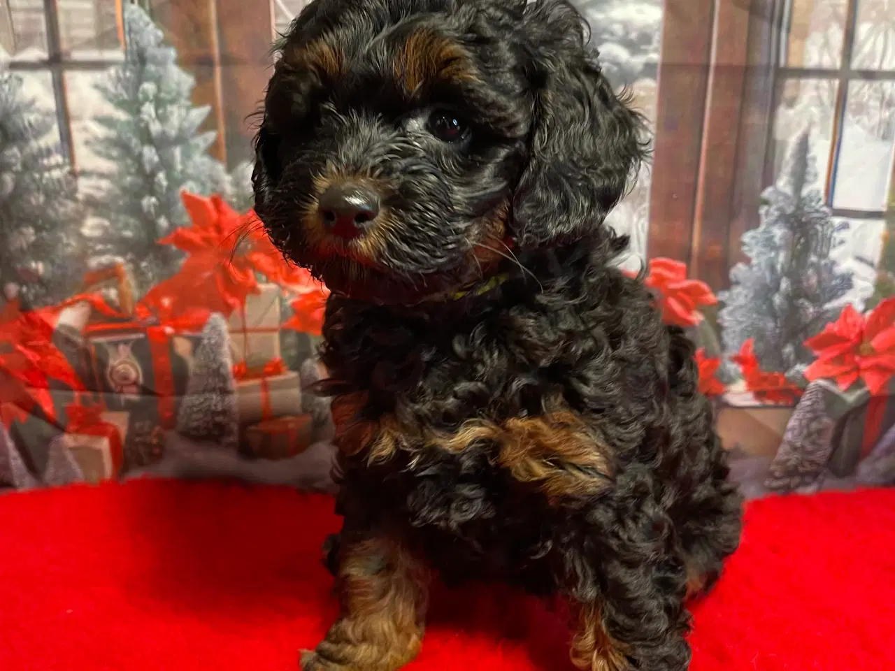 Billede 4 - Maltipoo hvalp inden jul /januar ?? 