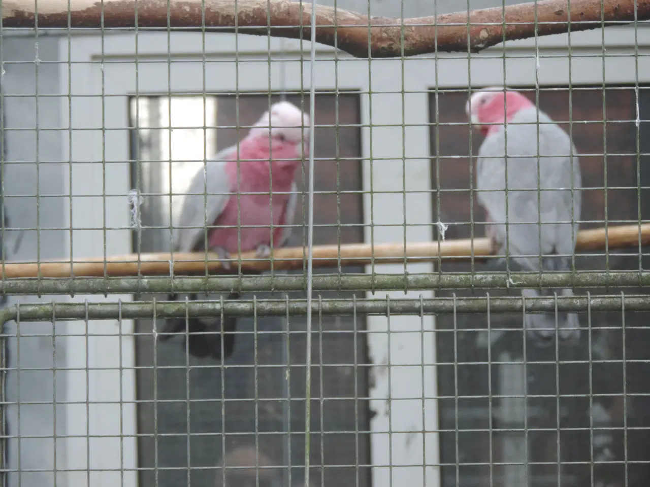 Billede 3 - Sælger 1 avlspar Rosa Kakadu.