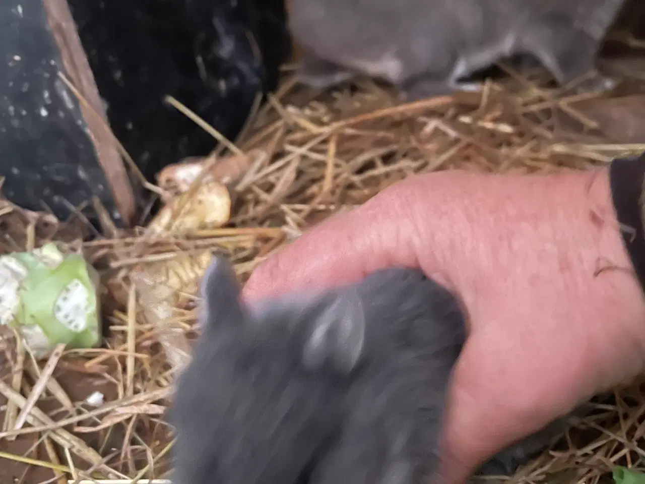 Billede 12 - Hermelin unger blå zobel og Z&W 