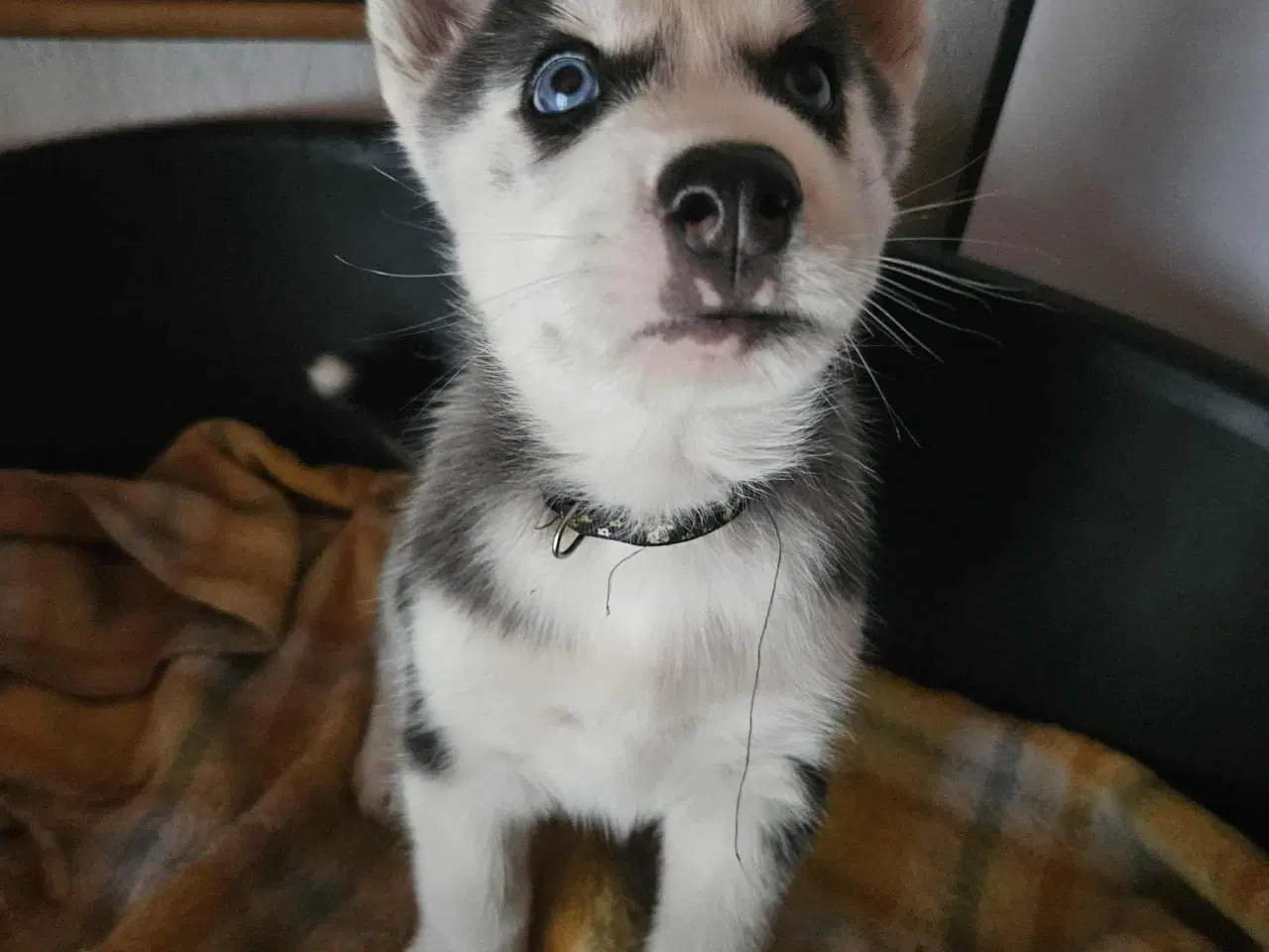 Billede 8 - 8 stk rene Siberian Husky  hvalpe