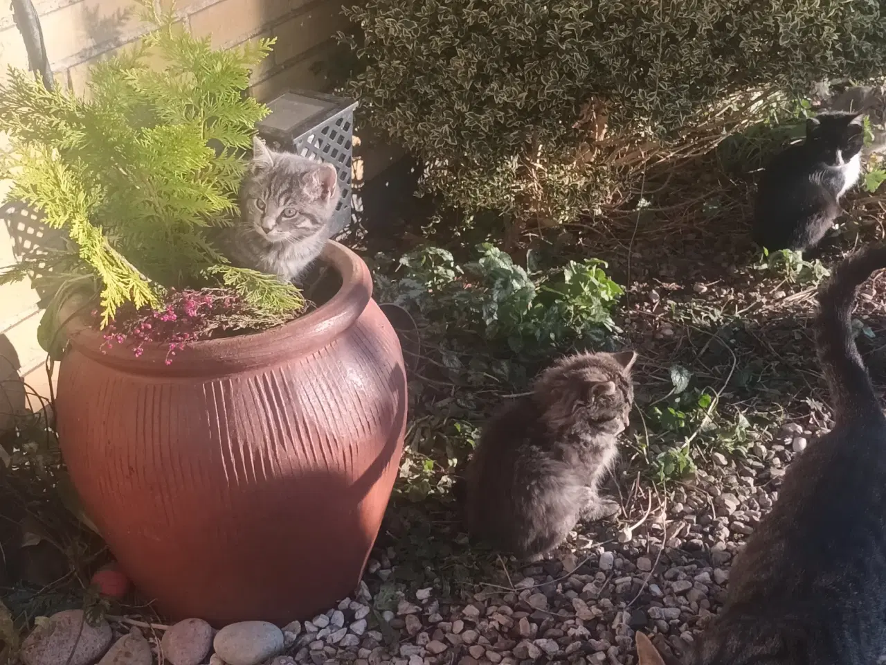 Billede 4 - Dejlige små hunkatte