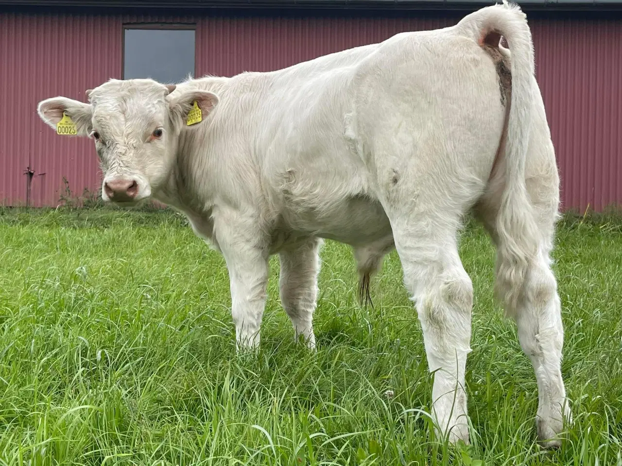 Billede 2 - Charolais tyr sælges