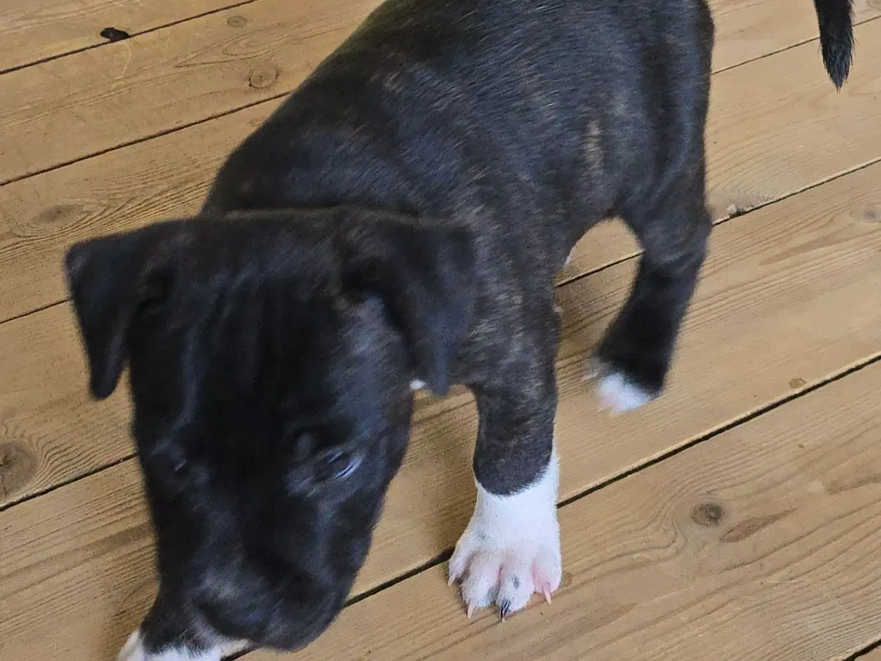 Billede 9 - Staffordshire Bullterrier Terrier