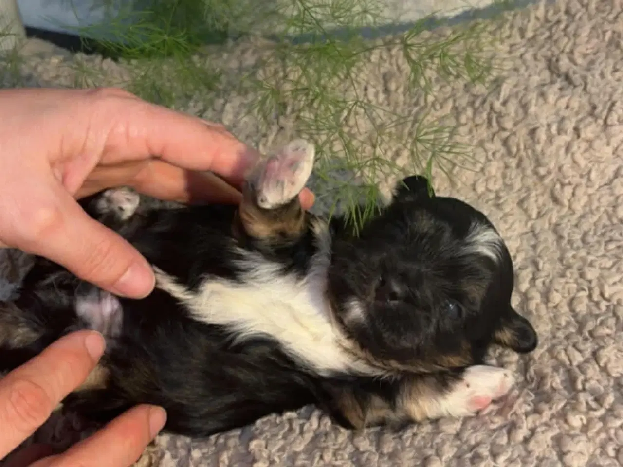 Billede 7 - Shih-tzu / Bichon Havanaise