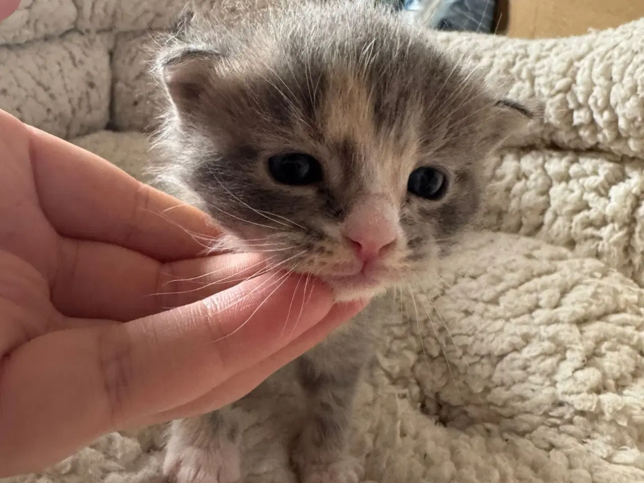Billede 6 - Maine coon blandings killinger sælges