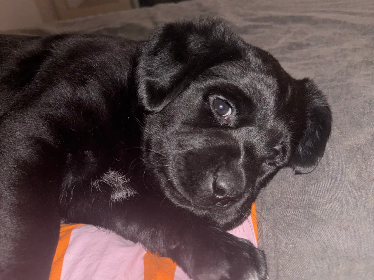 Billede 3 - Søde Hundehvalpe