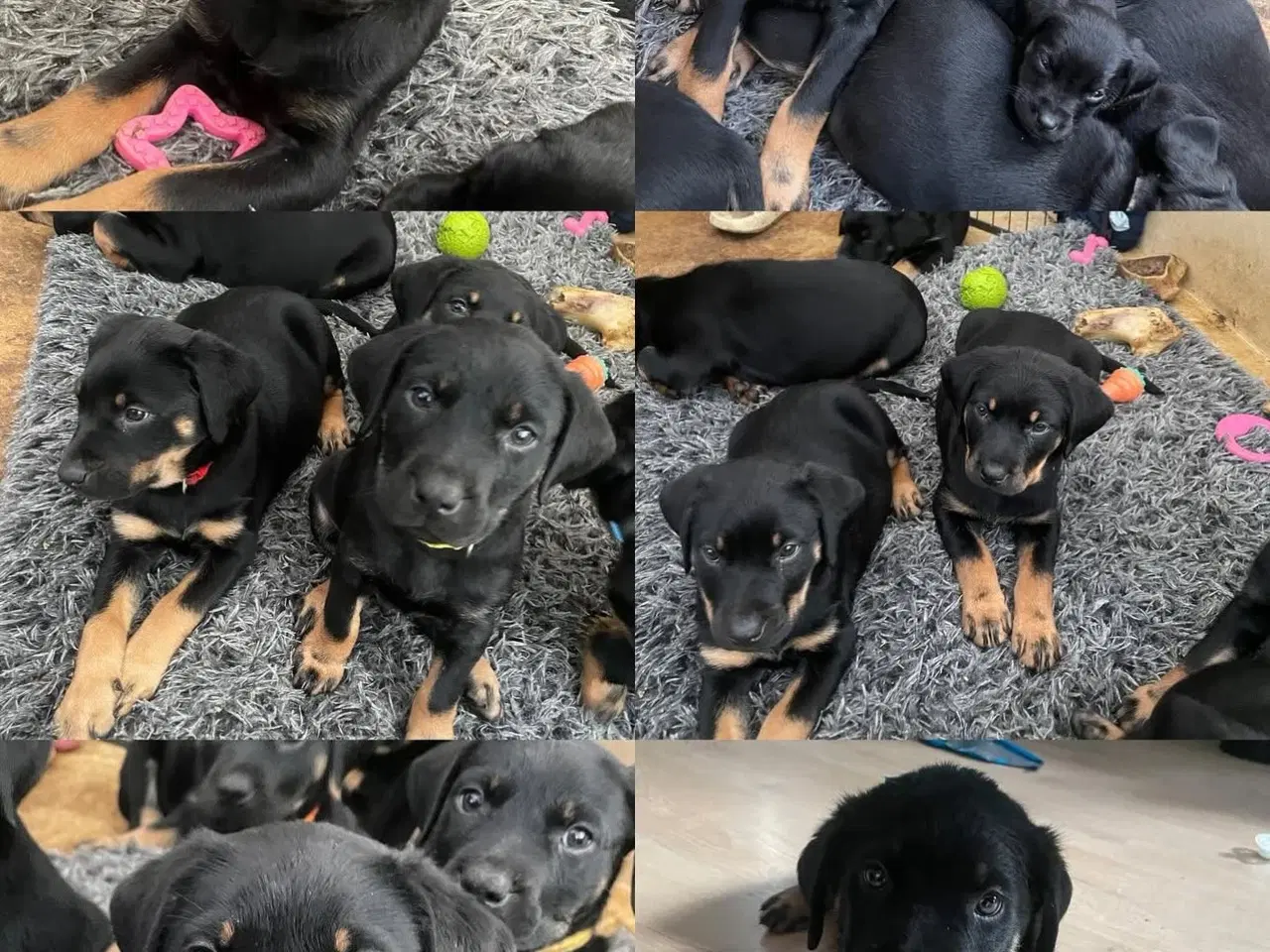 Billede 1 - Rottweiler blanding