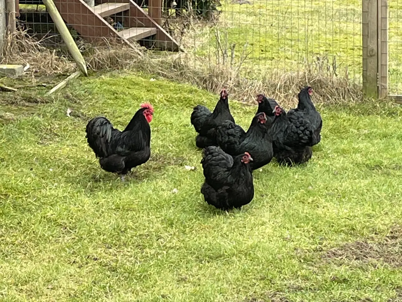 Billede 3 - Dværg orpington sorte