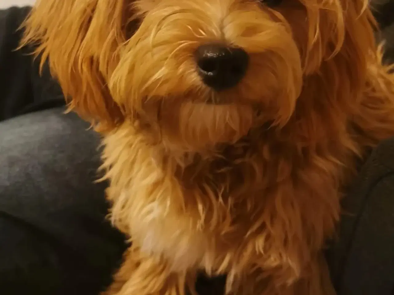 Billede 18 - Maltipoo 