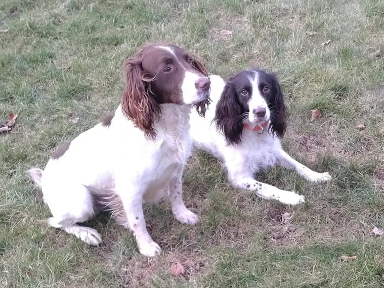 Billede 9 - Springer Spaniel Flytte klar Nu