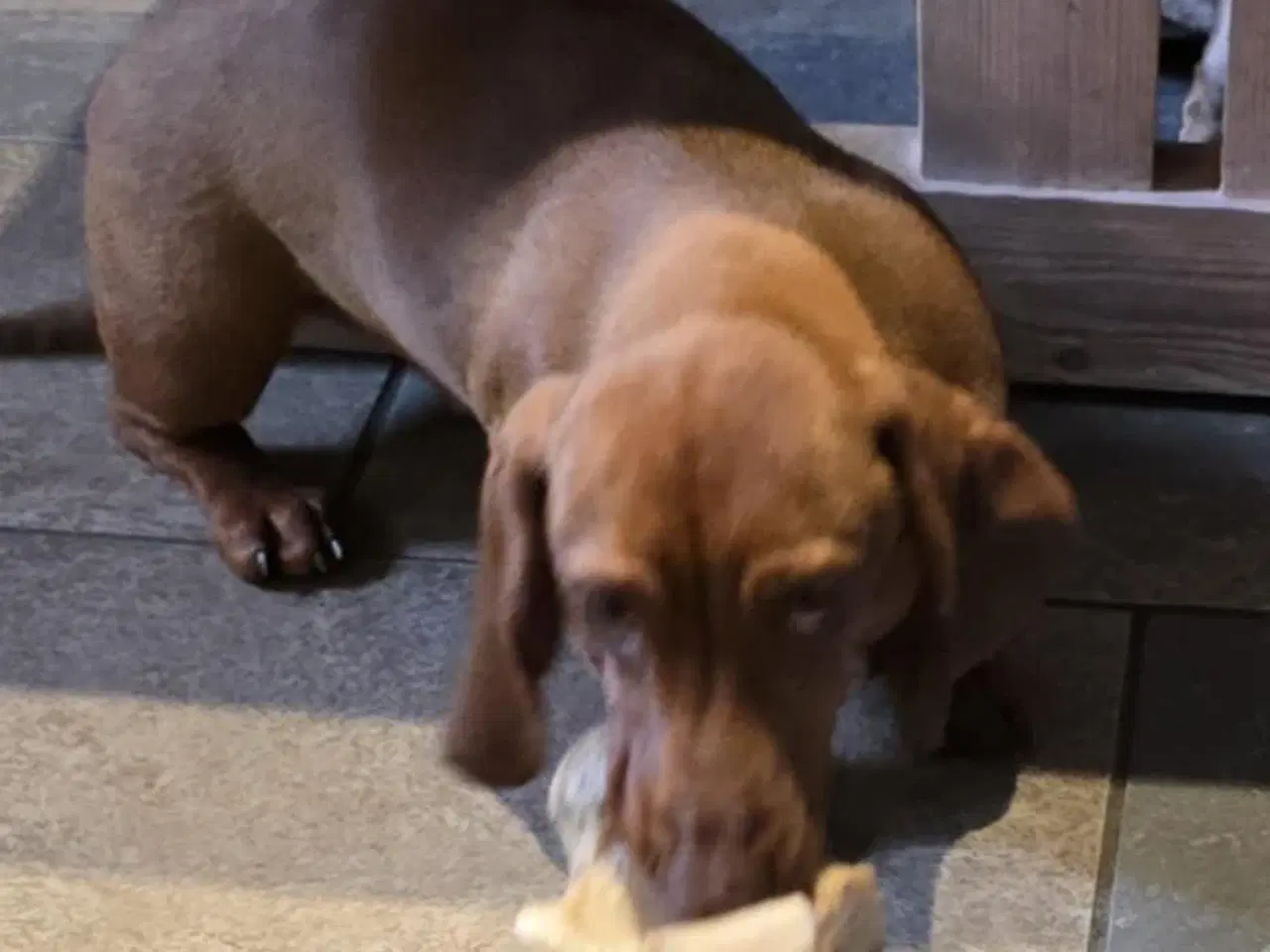 Billede 3 - Danmarks sødeste gravhund hvalp søger et nyt hjem