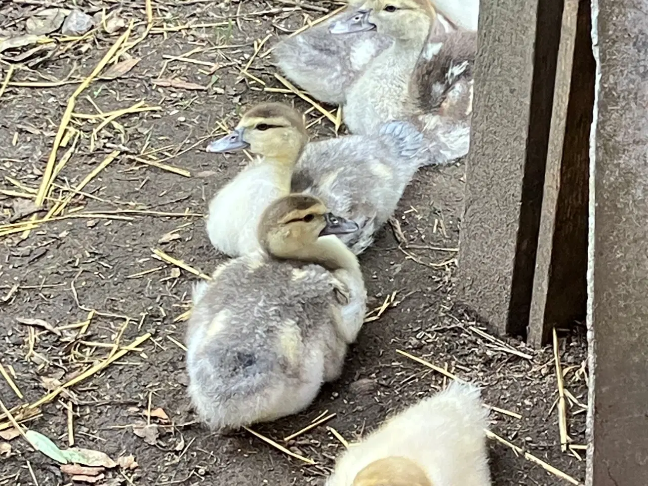 Billede 2 - Moskusællinger med mor