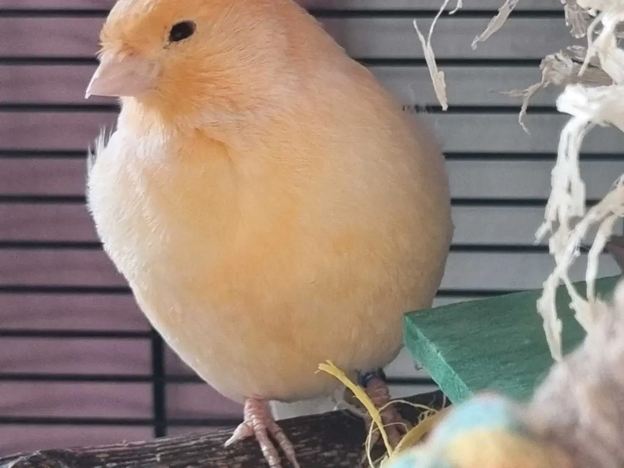 Billede 3 - 4 kanarier og 1 undulat