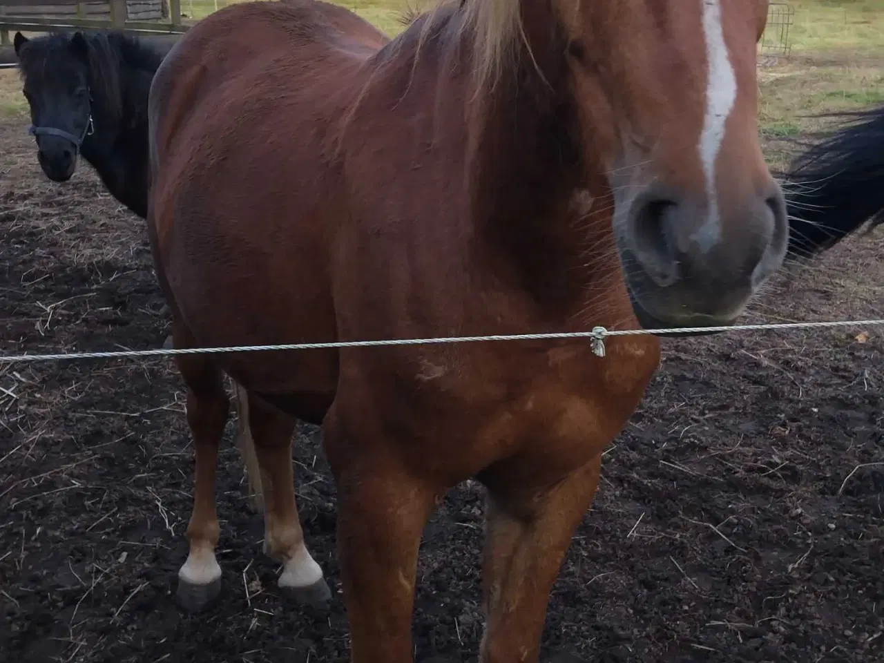 Billede 2 - Flot pony vallak