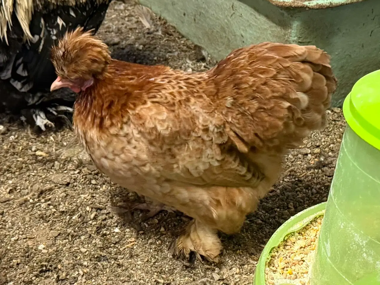 Billede 2 - Dværg blandings høner