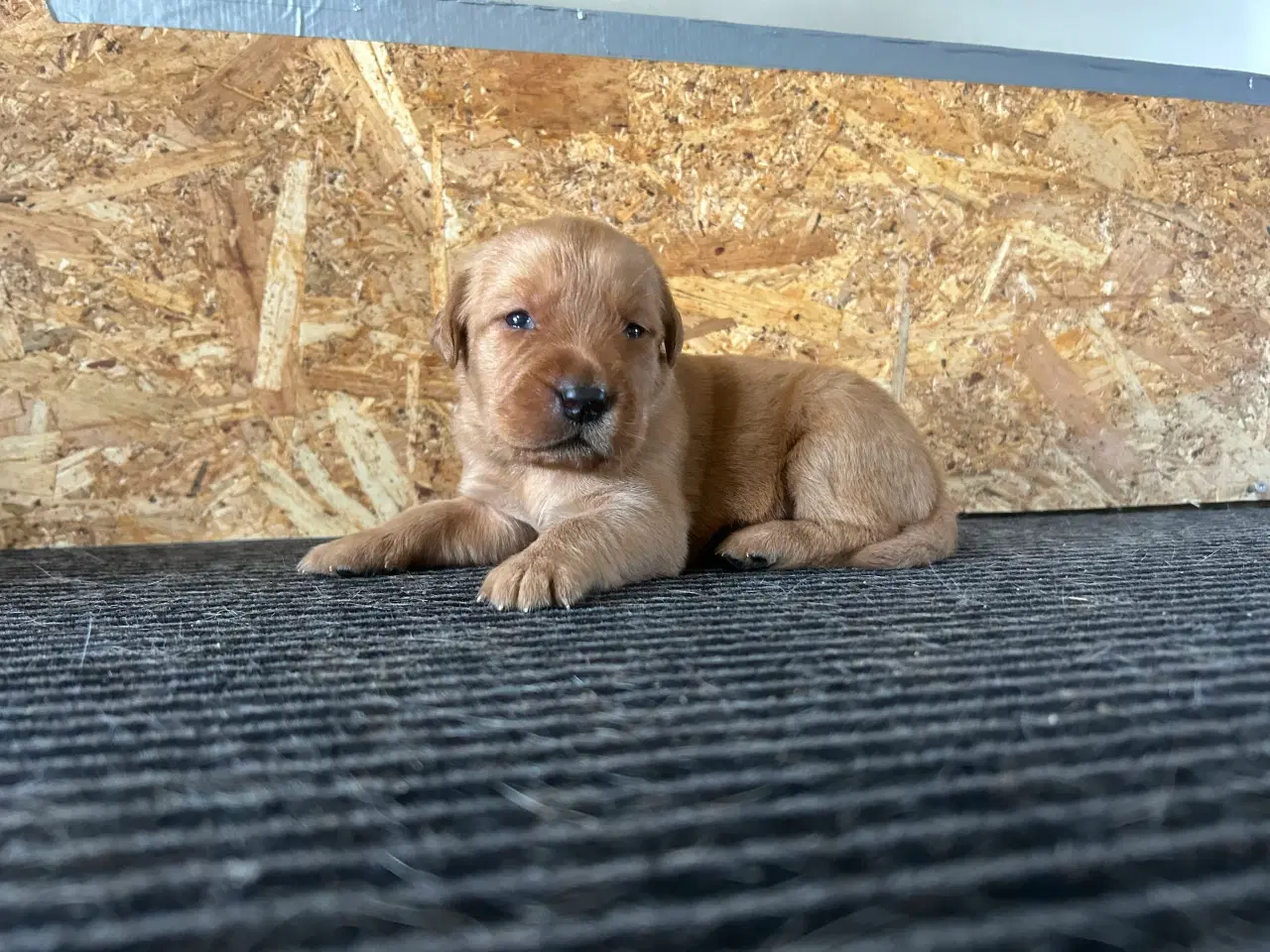 Billede 1 - Fox red Labrador hvalpe