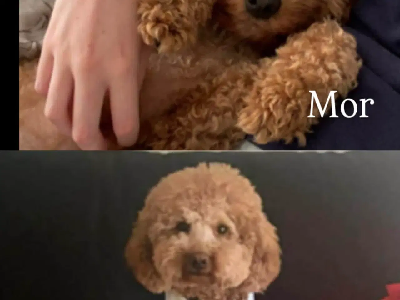 Billede 2 - Puddelhvalpe abricos farvet