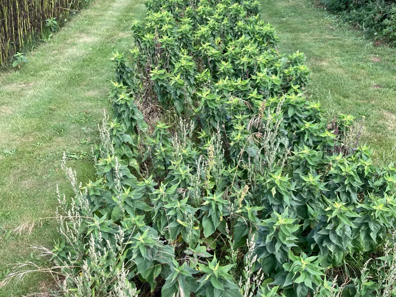 Billede 13 - Jordskokker 6 sorter alle vinterhårdfør