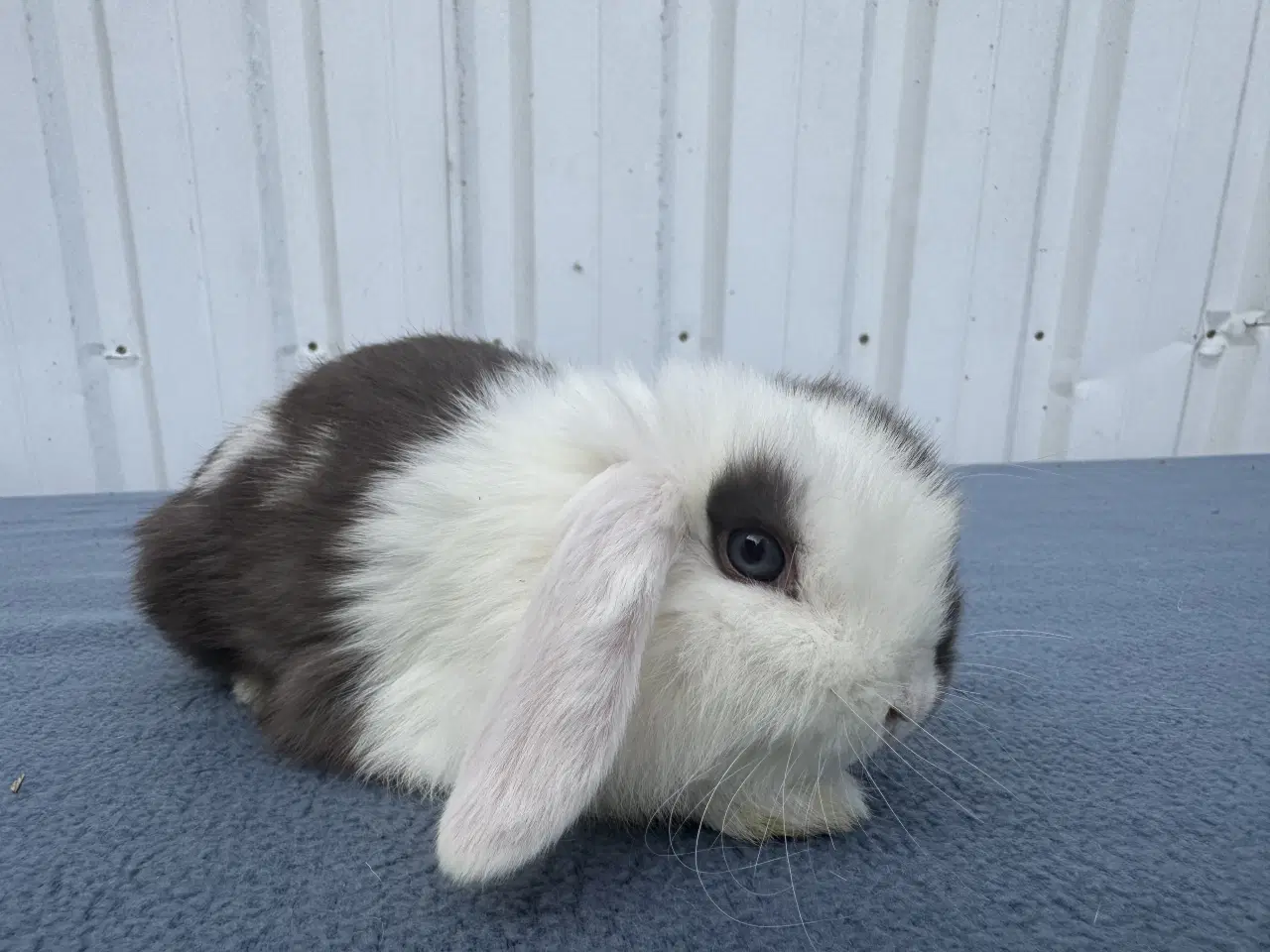 Billede 5 - Mini lop hankanin