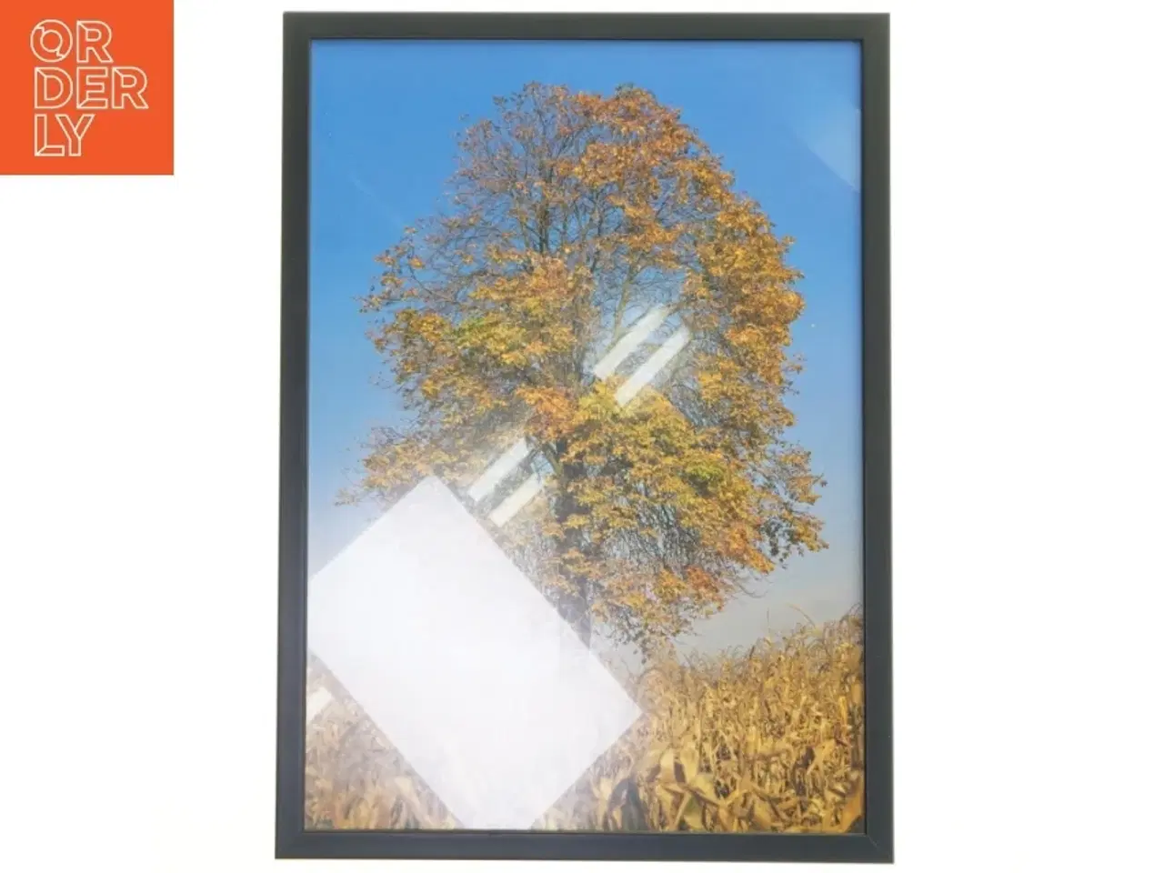 Billede 1 - Billede med ramme af et træ i efterårsfarver fra Posterland (str. 30x42 cm)