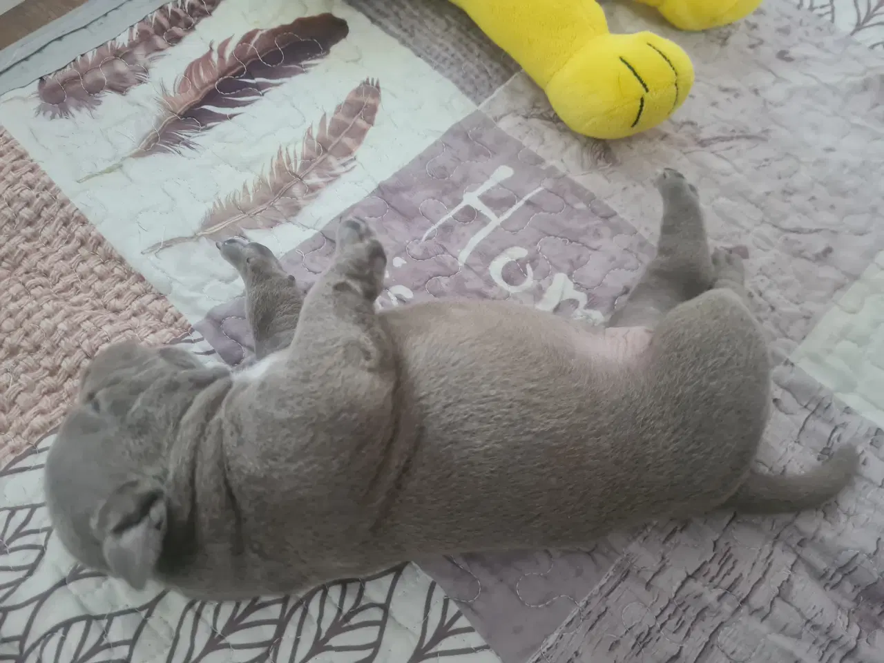 Billede 8 - American Bully Pocket - hvalpe 