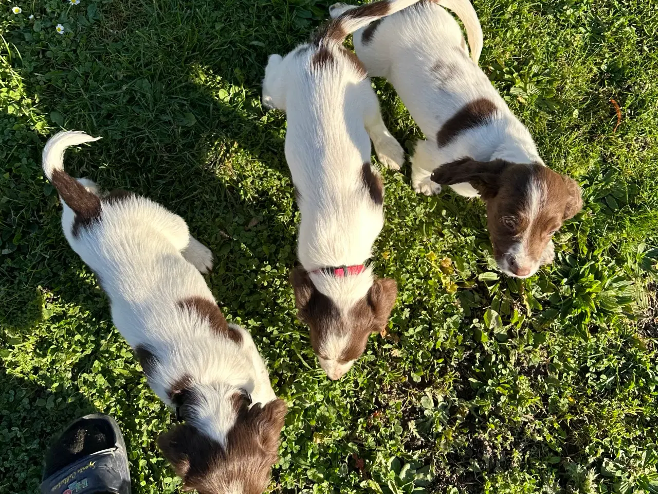 Billede 3 - Springer Spaniel hvalpe