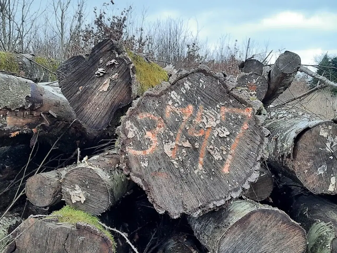 Billede 1 - Brænde i 3m stykker