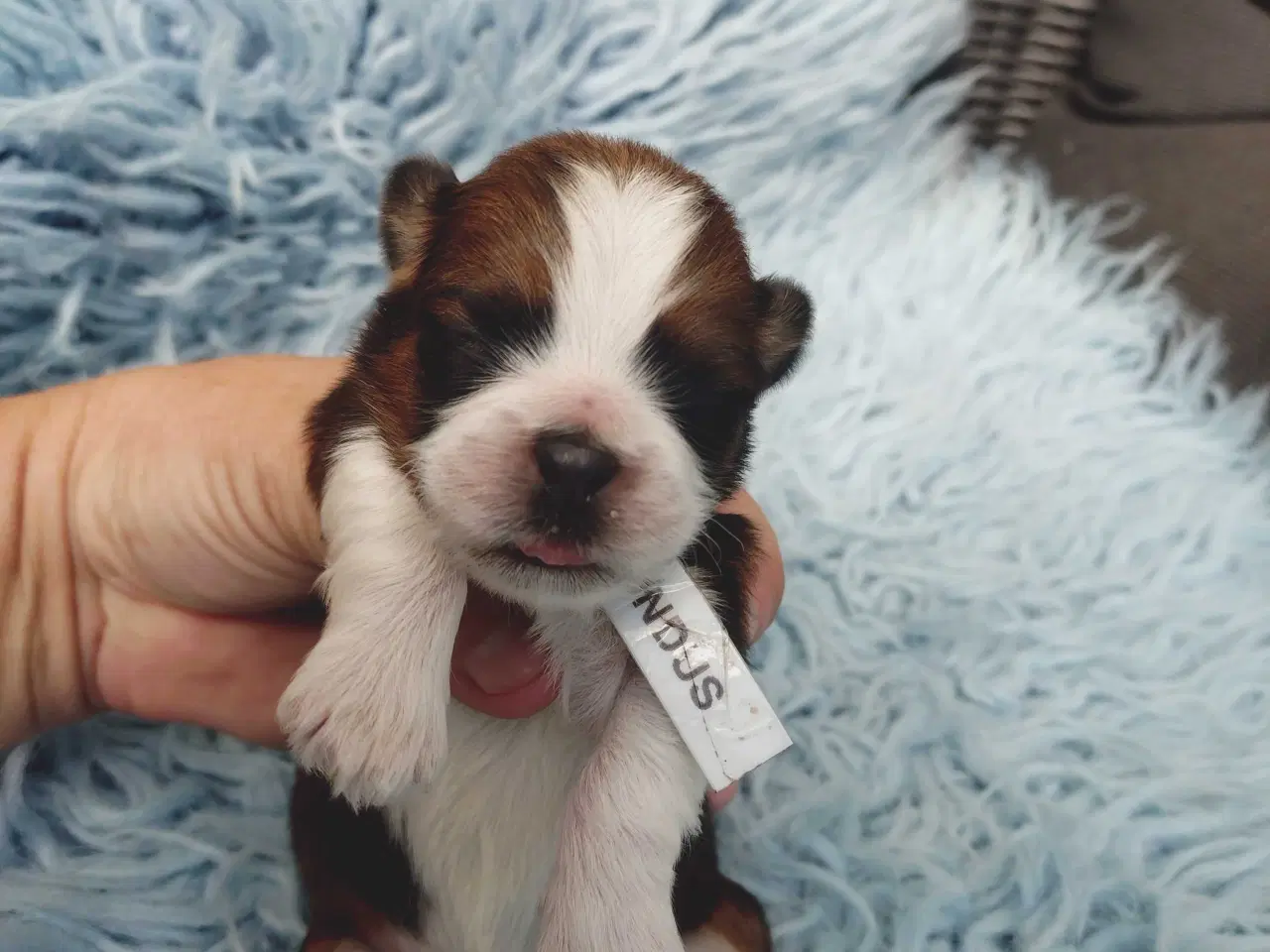 Billede 2 - Lhasa apso med stambog