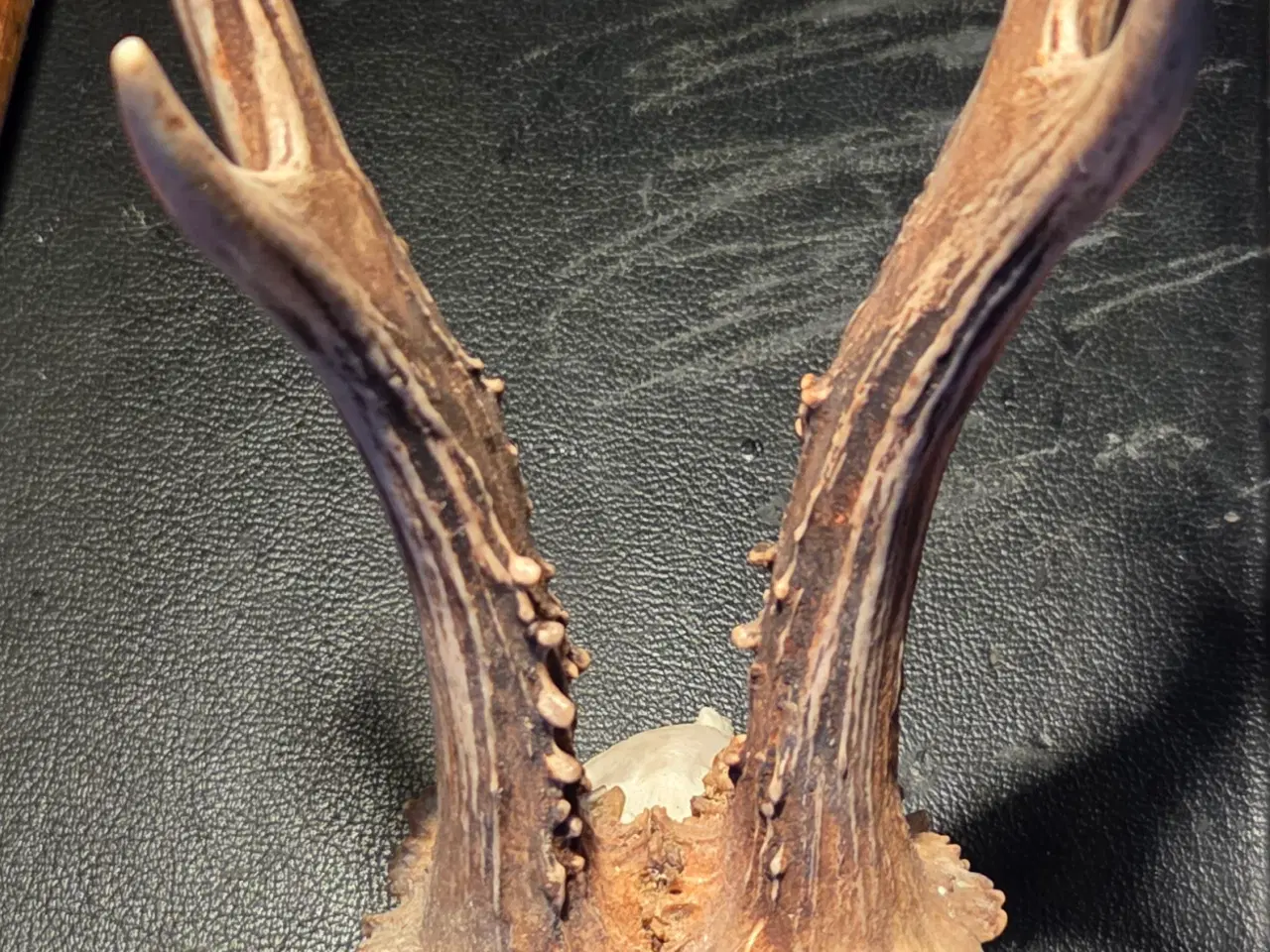 Billede 7 - Bukkeopsats med emblem. 