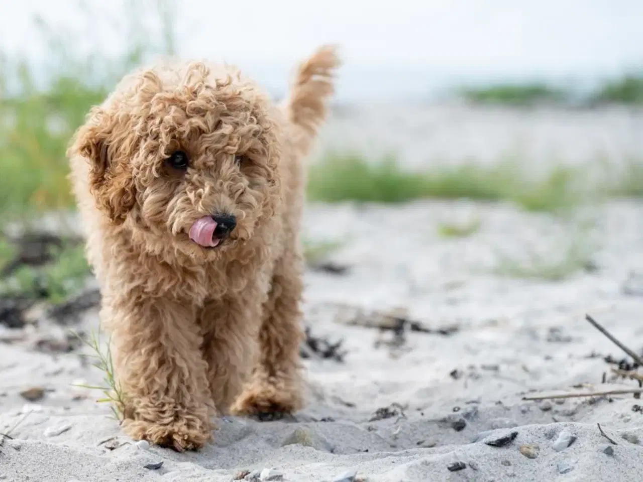 Billede 7 - Goldendoodle/dværgpuddel hvalpe