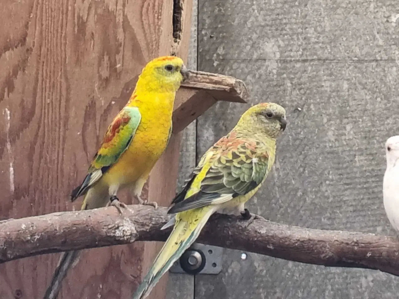 Billede 1 - Sangparakitter